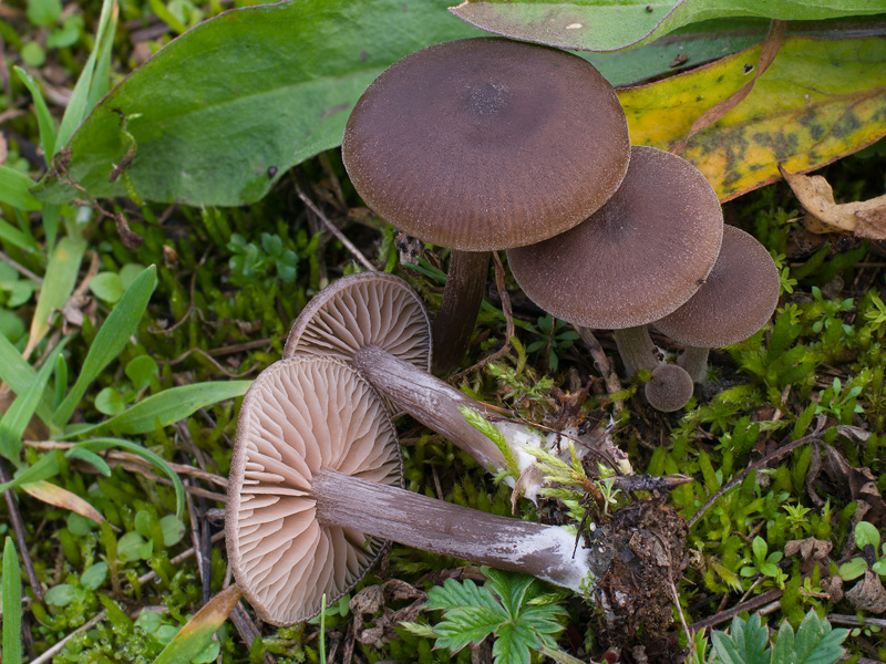 Entoloma sericeum